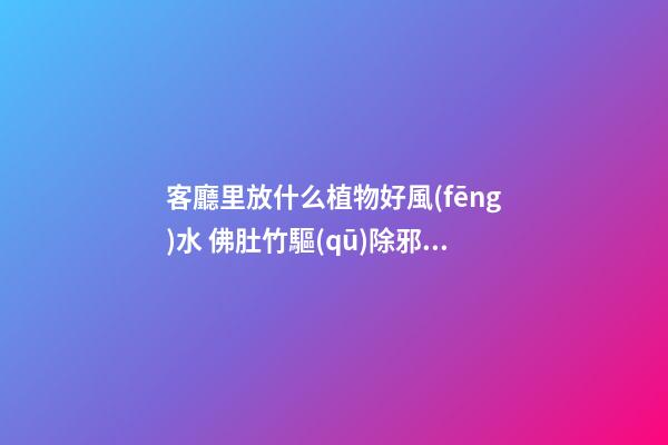 客廳里放什么植物好風(fēng)水 佛肚竹驅(qū)除邪祟